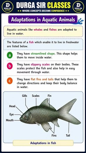 Adaptations in Aquatic Animals Explained | Fish Adaptations in Water | Class 6 Science | Durga Sir