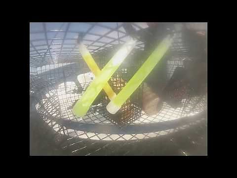 Catching Spot Prawns in Sequim, Washington - GoPro Video