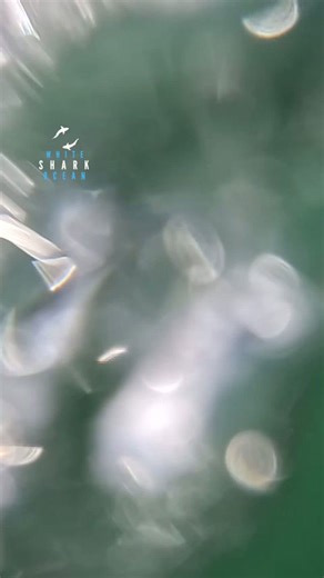 Great white shark with tiny claspers