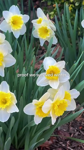 Spring Flowers Blooming After Winter | Timelapse + Taylor Swift Eldest Daughter #springflowers