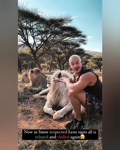 126K views · 6.3K reactions | Lion king leo is finally in cuddle and...