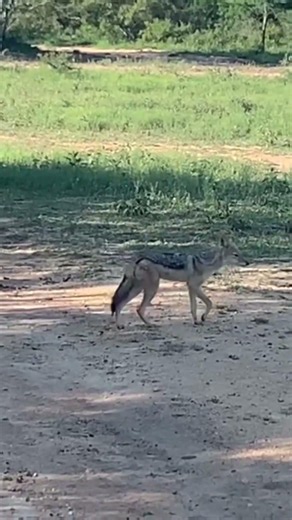 African Jackal in the savannah