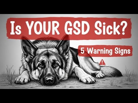 5 Signs Your German Shepherd Is Sick? | Don't Ignore These!