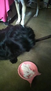 Naghahanap ng chimcken si Cholo #Leila #cholo #pets #dogs #pet #japanesespitz #dogreels #PetReels | Gen Tisado's Daily vlog