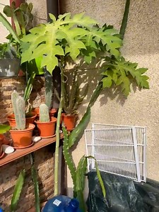 3.6K views · 37 reactions | Hoy toca Huerto Urbano | TODOPESCA.NET | Facebook