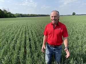 Wheat School: Understanding nutrient uptake for higher-yielding winter wheat