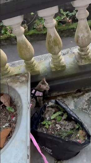 Domestic Short Hair + Tabby Kitten For Adoption - 7 Months, Plushie from KL, Kuala Lumpur