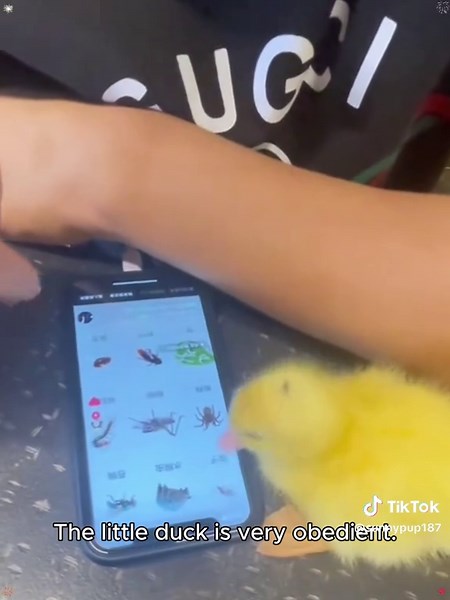 Heartwarming Duckling Rescue on the Steps