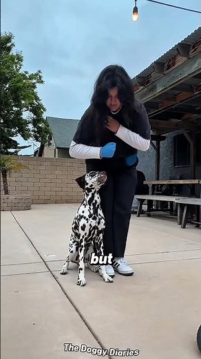 Why Dalmatians Are the Most Iconic Spotted Dogs #dogs #pets #shorts