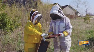 Learn How to Split a Beehive