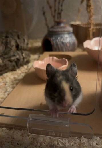 Vertrauen aufbauen mit dem Syrian Hamster