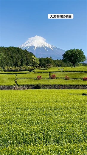 大淵笹場❶（富士市）、林に囲まれ電線の無い景色の中で、富士山と茶畑が作り出す絶景は静岡県を代表する景勝地です。