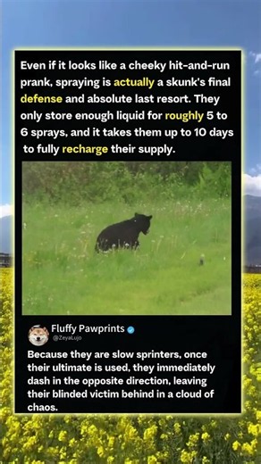 Why Bears Are Terrified Of Skunk Attacks! 🦨 #Nature #funny #Wildlife