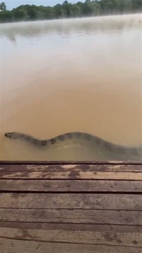 anaconda swimming through the river