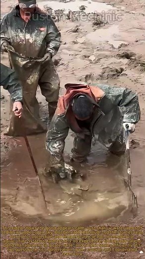 How Millions of Softshell Turtles are Raised and Harvested