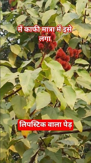 सिंदरी पेड़ की खेती | cultivation of lipstick tree #achiote #khetibadi