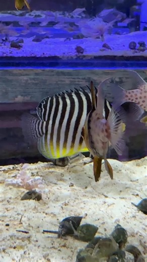 Transform your reef with the striking Multibar Angelfish! #saltwater #saltwaterfish #saltwatertank #saltwateraquarium #marinelife #exoticfish