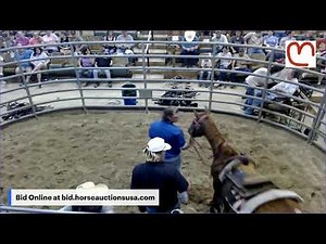 Mize Horse Sale - Mize, Mississippi