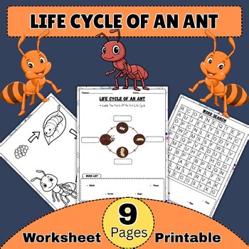 Life Cycle Of An Ant Worksheet | Insect Life Cycle Labeling Activity & For Kids