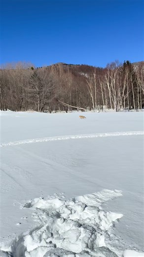 #japan #fox #snow #move_vemo