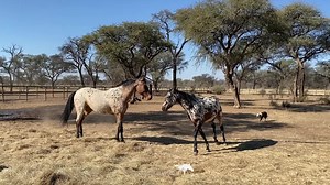 We always try our best that even in our intimate setup our young stallions dont have to stay alone in their paddocks… And this seems to be a new match discovered 🙌 After a few minutes off laying down the rules of the paddock they became more playful and soft and happily started sharing the hay; then chilled out together for the rest of the day ☺️ Interesting to watch how the young stallion Kwando (allthough much smaller in size) controls the movement of the much bigger gelding Joseph in the fir
