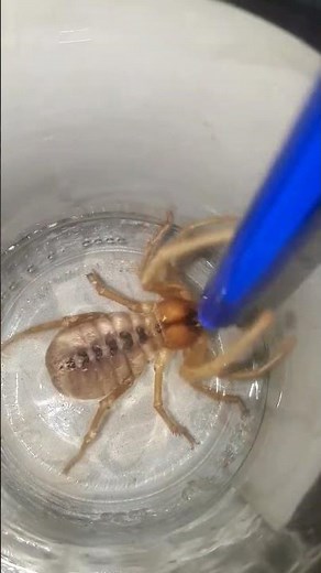 the camel spider attacks me #insects #wildlife #wildlife #spider #animals #flyingsnake #nature