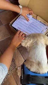 111K views · 120 reactions | BREAKING NEWSNew customers in the UK  can now DOUBLE their first BusterBox for FREE. That’s FOUR Crazy Toys and SIX Bags Of Healthy Treats. Along with FREE Shipping and Tail Wags Guaranteed. Your dog will love you even more (if that’s possible) after the first box arrives! ❤️ - As seen on Dragons' Den  | BusterBox | Facebook