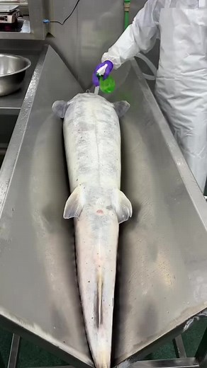 Caviar Extraction Process: Perfect One-Time Harvesting