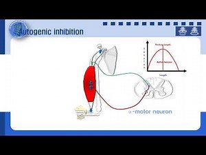 Autogenic inhibition (자가억제)