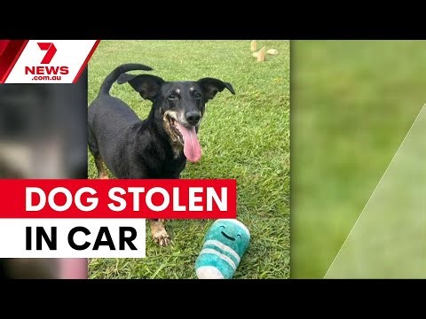 Gold Coast carjacking sparks dramatic chase with pet dog inside | 7NEWS