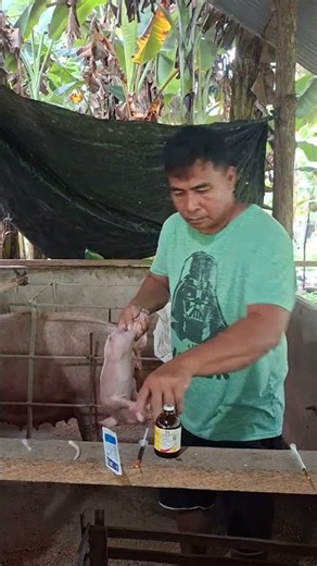 using electric tail cutter #pigfarming