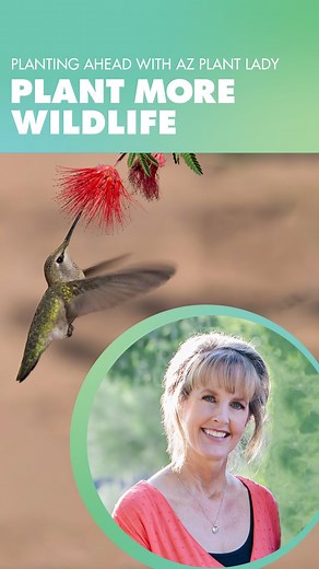 Planting ahead tip from @az.plant.lady : Plant More Wildlife! #diy #diylandscaping #desertplant #waterconservation #azplantlady | Water - Use It Wisely
