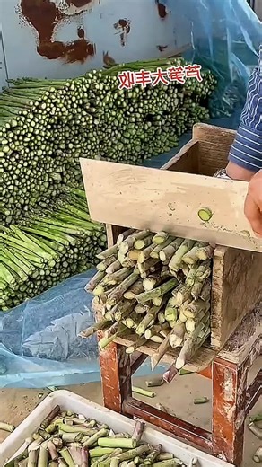 Sorting Fresh Asparagus in a Market Setting