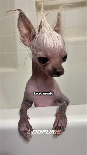 The weirdest dog in the world? 😱 #chinesecresteddog #hairlessdog #dogbreed #dogs #chinesecrested