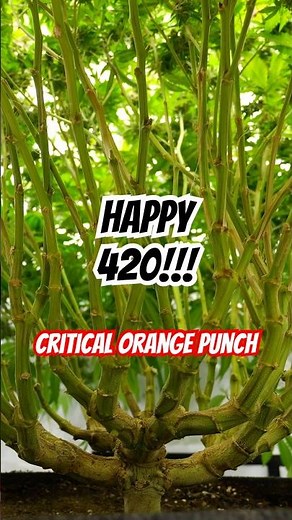 Happy 420!!! 🌱Critical Orange Punch🌱