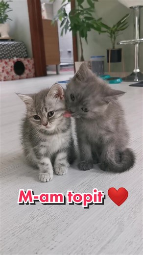 M-am topit ❤️ #loveme #cuteness #kitten #whiskeysupercat #tiktok #foryou #foryoupage #foryourpage #fypage #fypシ #fyp #fy #trending #trend #viral #cat #catsoftiktok #5pasidebine #love