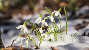 Snow melting fast and snowdrops flowers blooming and twinkle in wind in forest spring time lapse