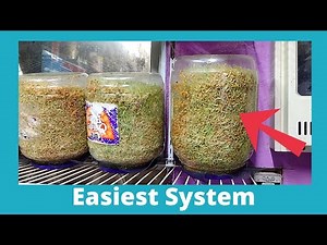 Growing Sprouts For 300+ Chickens