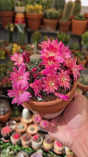 Rebutia pink sensation in full bloom | bikolanahardinera #shortvideo #cactus #flowers