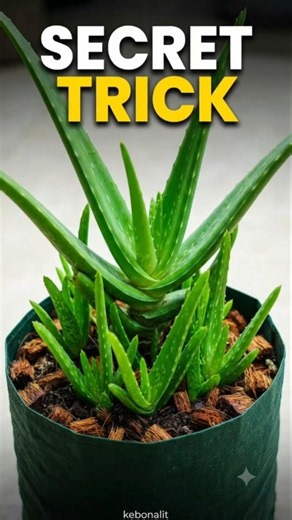 Secret Aloe Vera Trick: How to Grow Pups Fast & Multiply Your Plants! #shorts