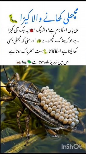 Meet the Giant Water Bug 🐞#bug #naturefacts #wildlife #nature #shorts