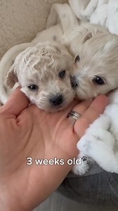 BEFORE & AFTER‼️Charlie and Nui Nui’s growing up video. How this two furry angels have changed in 7 weeks time🐾💕😇😇💕🐾 #growingup #puppygrowingup #maltipoo #maltipoodle #maltipoos #maltipoosofinstagram #maltipoopuppy #maltipoolove #cutestpuppy #cutestdogs #cutestdogsever #dogslife #bestfriend #bestfriendsforever #dog #dogsofinsta #dogsofig #puppies #puppiesofinstagram #fluffypuppy #fluffypuppies #doodlepuppy #doodlepup #cutestdoodles #doodlelove #doodleoftheday #puppyoftheday | MLA Pets - My