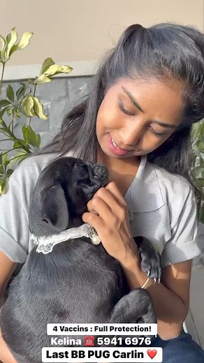🦋❤️🦋 Incredible Last BB Black PUG CARLIN “Babies PUG..? 👉🏼👉🏼 Unique in Mauritius 🔺INFO : Kelina ☎️ 5941 6976 #WeAreOneTeam❤️💙💛💚 #zoomaniamauritiuspetshop #pugsofinstagram #pugpuppy #puglife #puglove | Zoomania Mauritius