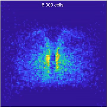 Patterns in primordial germ cell migration