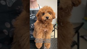 Teddy bear cut on a toy poodle puppy