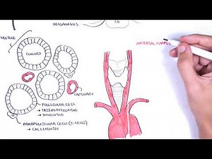 Thyroid Gland Anatomy - (embryology, blood supply, venous drainage, innervation, histology) • Video • MEDtube.net