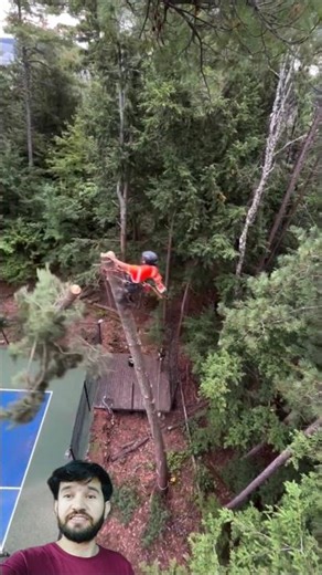 Tree Felling Accident || Cutting Trees Video Clips #shorts #youtubeshorts #shortsfeed