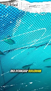 parrotfish Coral Reef Cleaner Kakak Tua – Tukang Bersih Terumbu Karang | Deep Blue Wonders