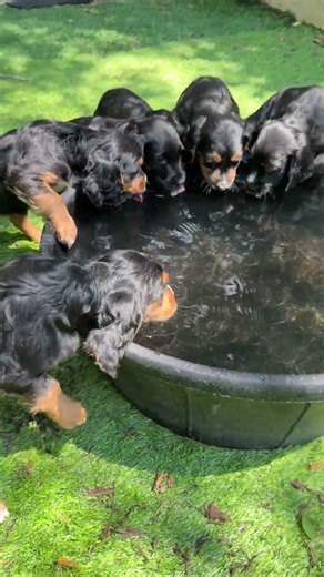 ENGLISH COCKER SPANIEL -HUNTING & FIELD TRIAL