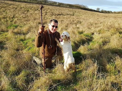 Working Clumber spaniel on Christmas morning hunt